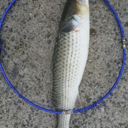 紀州釣りに挑戦！！